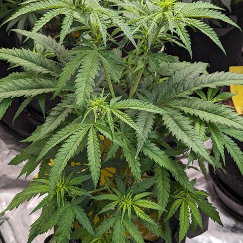 Cheese Quake growlog timeline photo