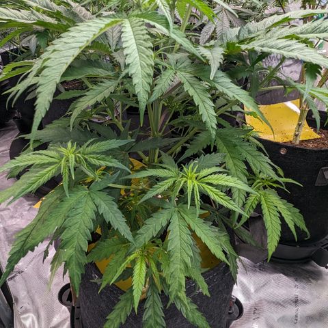 Cheese Quake growlog timeline photo