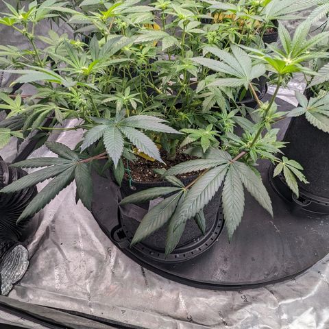 O.G. Kush growlog timeline photo