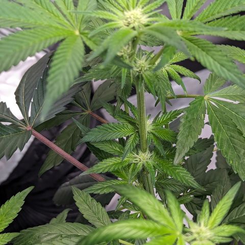 O.G. Kush growlog timeline photo