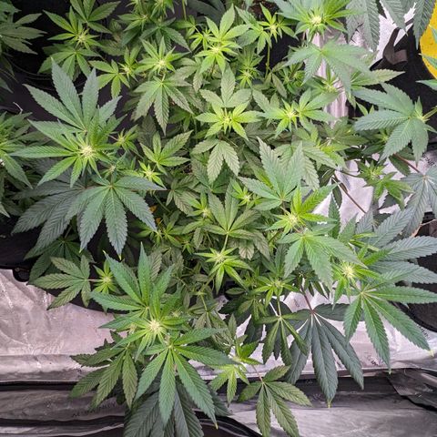 O.G. Kush growlog timeline photo