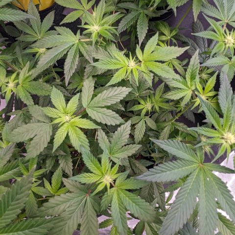 O.G. Kush growlog timeline photo