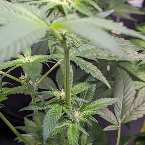 O.G. Kush growlog timeline photo