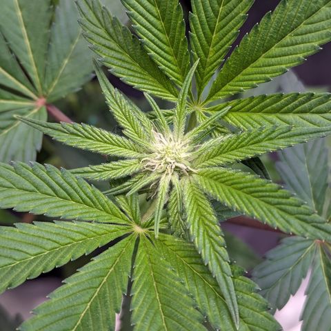 O.G. Kush growlog timeline photo