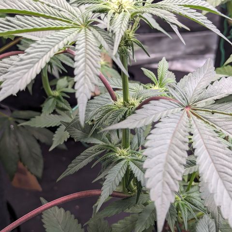 Tropical Mirage growlog timeline photo