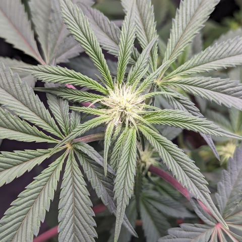 Tropical Mirage growlog timeline photo
