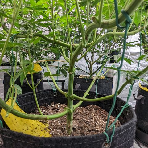 Tropical Mirage growlog timeline photo