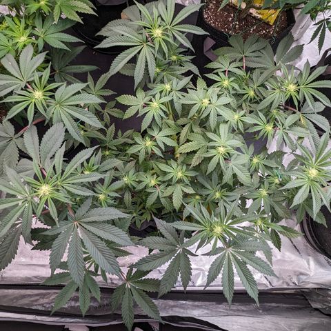 Tropical Mirage growlog timeline photo
