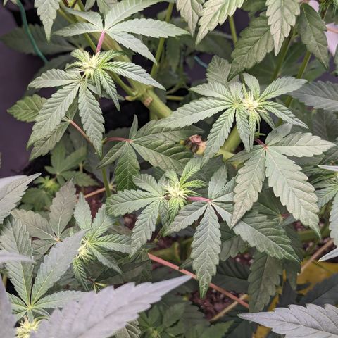 Tropical Mirage growlog timeline photo