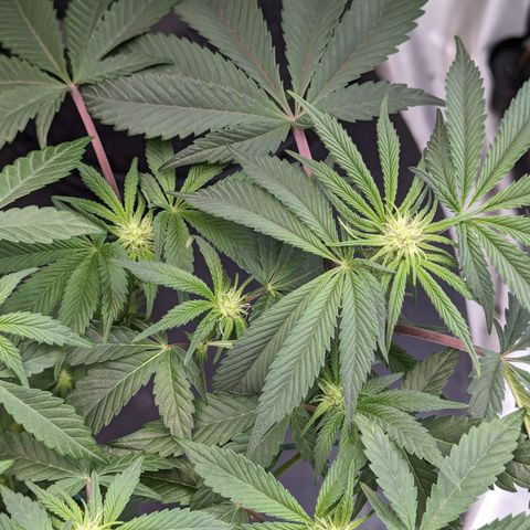Tropical Mirage growlog timeline photo