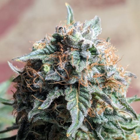 Sundae Driver growlog timeline photo