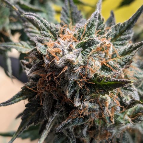 Sundae Driver growlog timeline photo