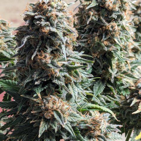 Sundae Driver growlog timeline photo