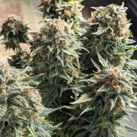 Sundae Driver growlog timeline photo