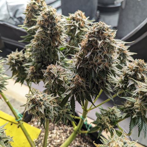 Sundae Driver growlog timeline photo