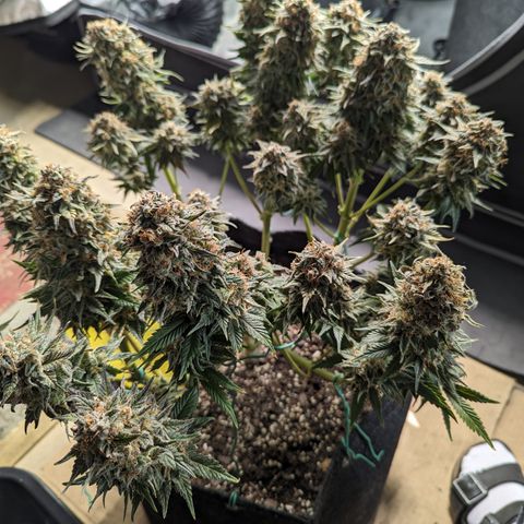 Sundae Driver growlog timeline photo
