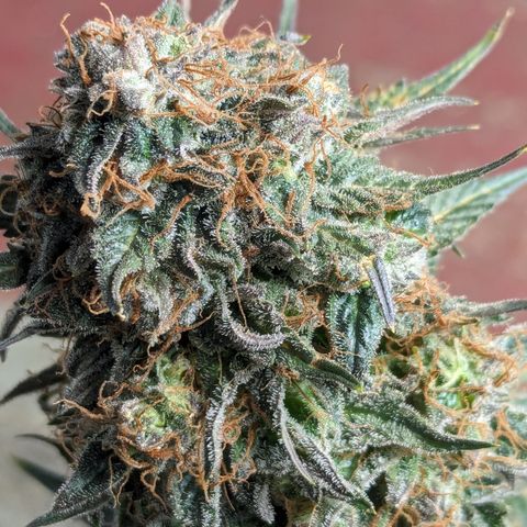 Sundae Driver growlog timeline photo