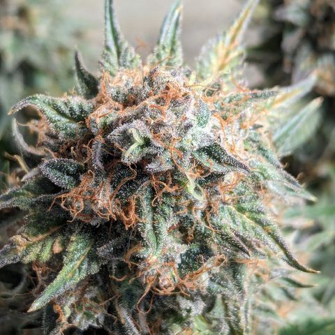 Sundae Driver growlog timeline photo