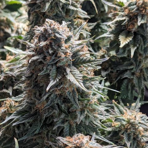 Sundae Driver growlog timeline photo