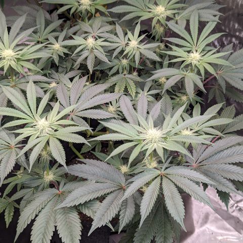 Tropical Mirage growlog timeline photo