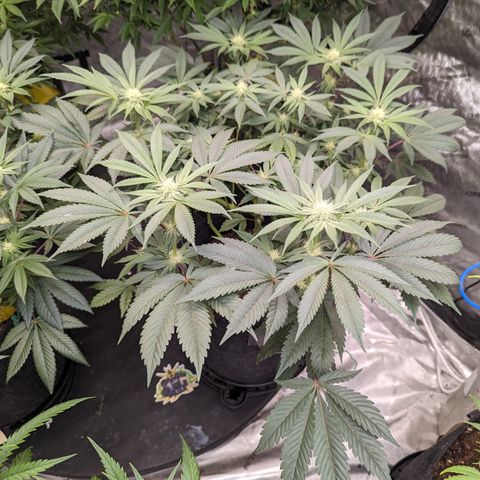 Tropical Mirage growlog timeline photo