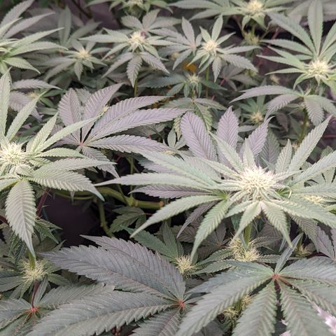 Tropical Mirage growlog timeline photo