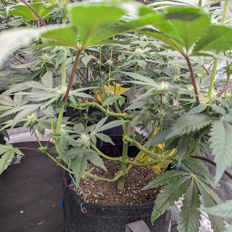Tropical Mirage growlog timeline photo