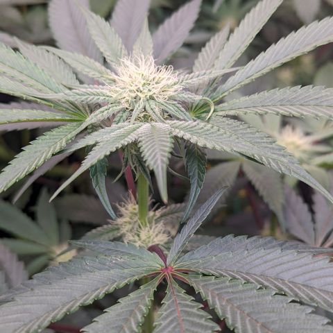 Tropical Mirage growlog timeline photo