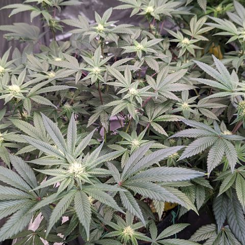 O.G. Kush growlog timeline photo