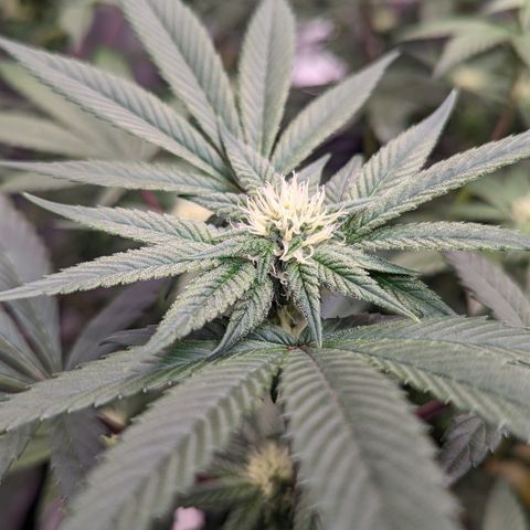 O.G. Kush growlog timeline photo