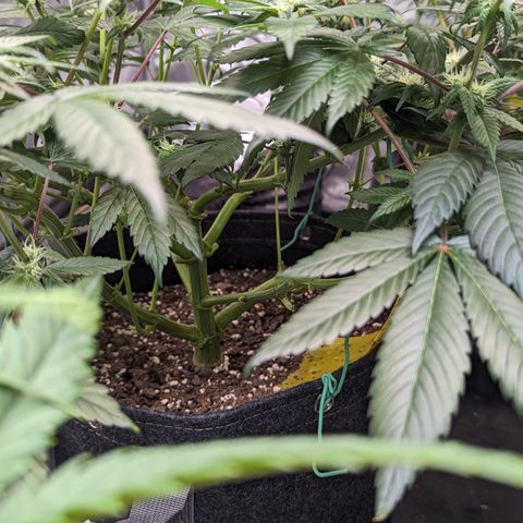 O.G. Kush growlog timeline photo