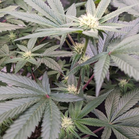 O.G. Kush growlog timeline photo