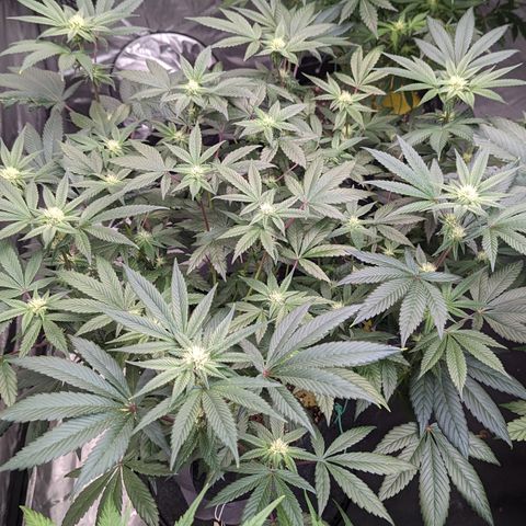 O.G. Kush growlog timeline photo