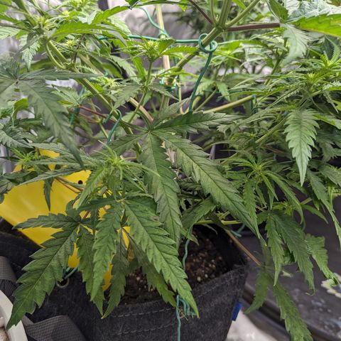 Cheese Quake growlog timeline photo