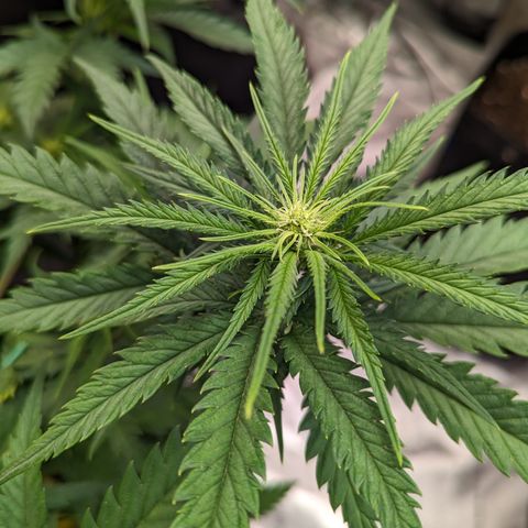 Cheese Quake growlog timeline photo