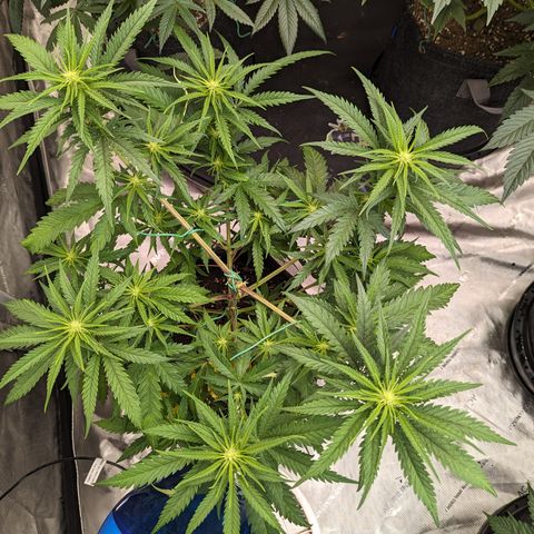 Cheese Quake growlog timeline photo