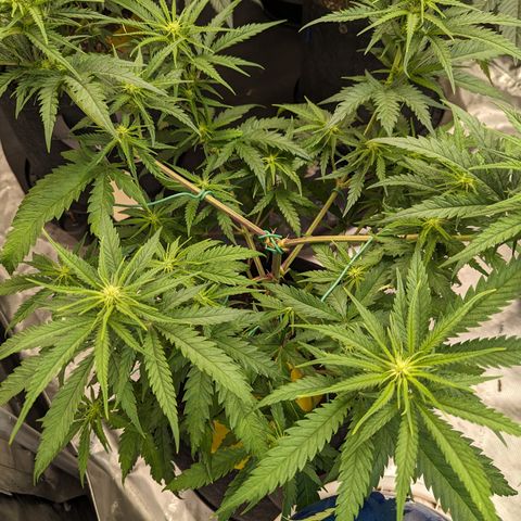 Cheese Quake growlog timeline photo