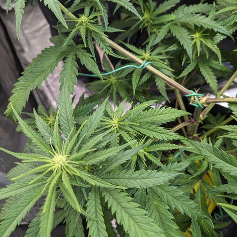 Cheese Quake growlog timeline photo