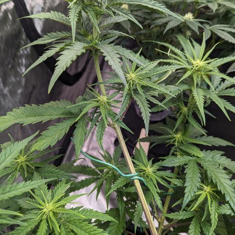 Cheese Quake growlog timeline photo