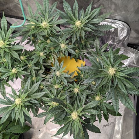 Critical growlog timeline photo