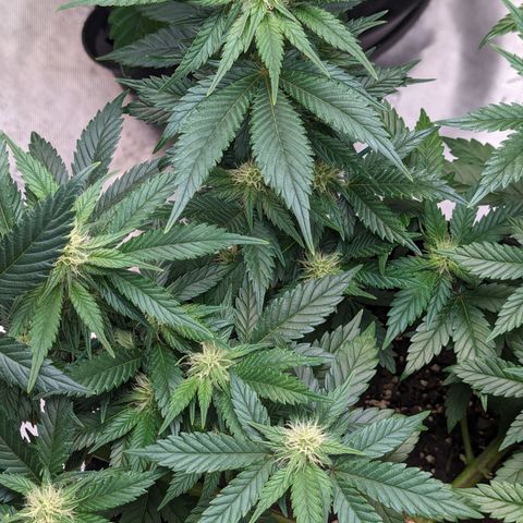 Critical growlog timeline photo