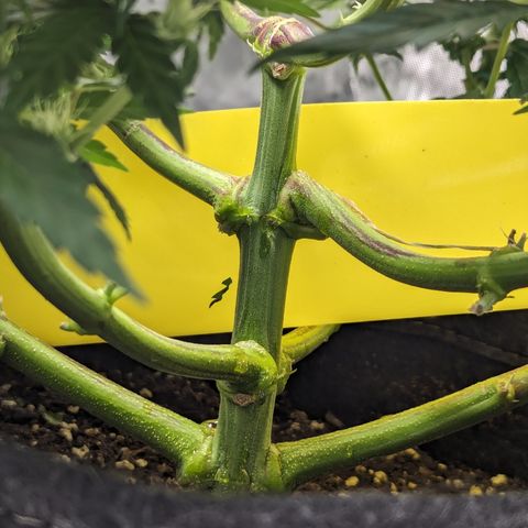 Critical growlog timeline photo