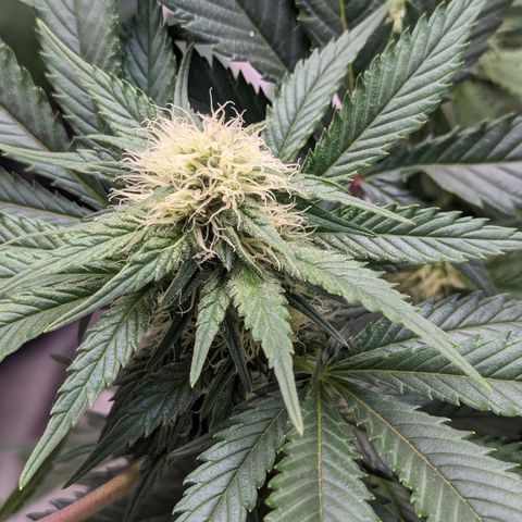 Critical growlog timeline photo