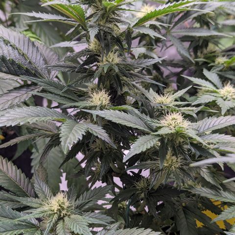 Critical growlog timeline photo