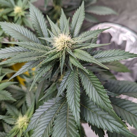 Critical growlog timeline photo
