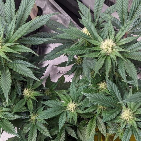 Critical growlog timeline photo