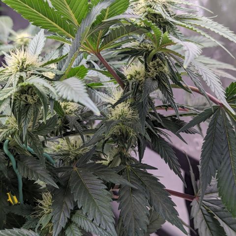 Critical growlog timeline photo