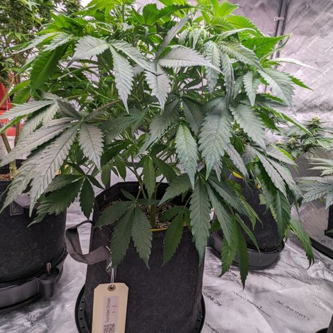 Sundae Driver  1-2 growlog timeline photo