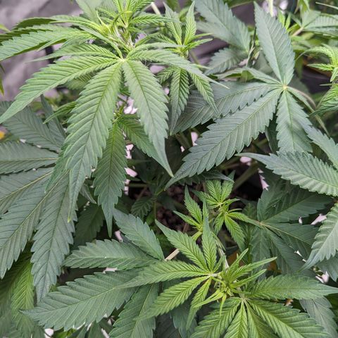 Sundae Driver  1-2 growlog timeline photo