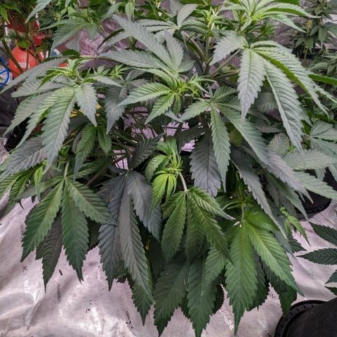 Sundae Driver  1-2 growlog timeline photo